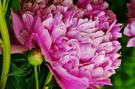 12 Facts About Peony The Princess Of The Festive Flowers