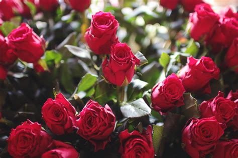 รูปภาพ ปลูก กลีบดอกไม้ ความรัก ช่อดอกไม้ ของขวัญ ดอกกุหลาบ สีแดง โรแมนติค สีชมพู
