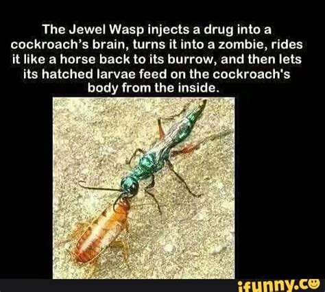 The Jewel Wasp Injects A Drug Into A Cockroachs Brain Lurns It Into A Zombie Rides It Like A