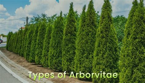 12 Different Types Of Arborvitae Tree Varieties And Care Tips