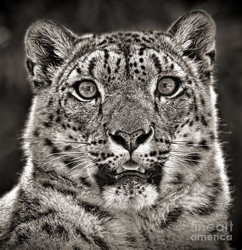 Portrait Of A Snow Leopard Black And White Version Iii Photograph By