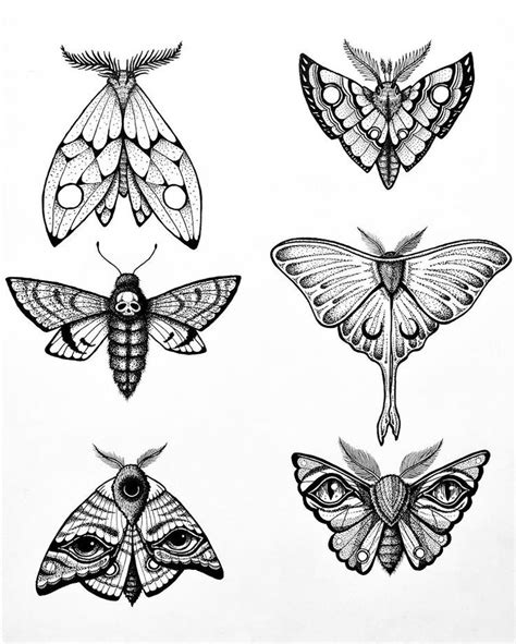 Moth Study Moth Tattoo Design Moth Tattoo Whimsical Tattoos