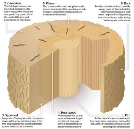 How Do Tree Rings Work How It Works