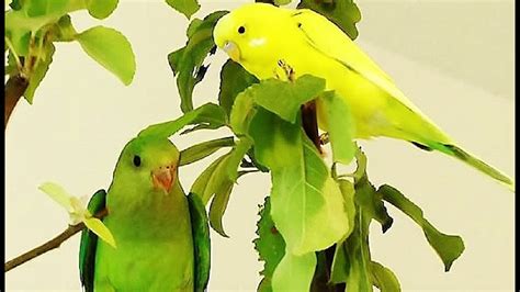 Parakeets Chirping And Singing Budgie Sounds Budgies