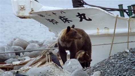 Bbc Two Japan Earths Enchanted Islands Hokkaido The Brown Bears