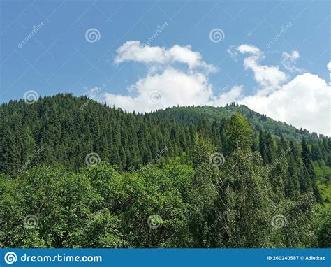Mountain Slope Overgrown With Trees And Firs On A Sunny Summer Day