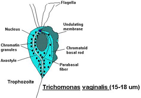 Trichomoniasis Causes Symptoms In Men Women Diagnosis Treatment