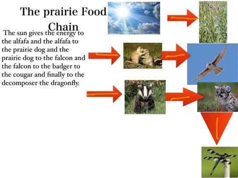 Prairie Ecosystem Food Chain