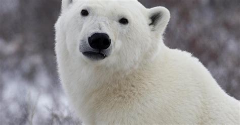 Polar Bear Shot Dead In Arctic After Injuring Cruise Ship Worker