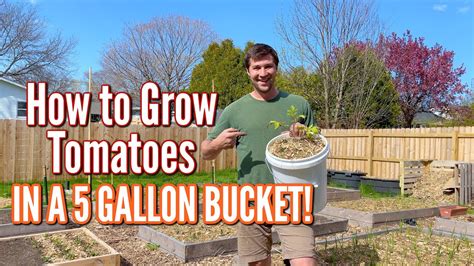 How To Grow Tomatoes In 5 Gallon Buckets Youtube