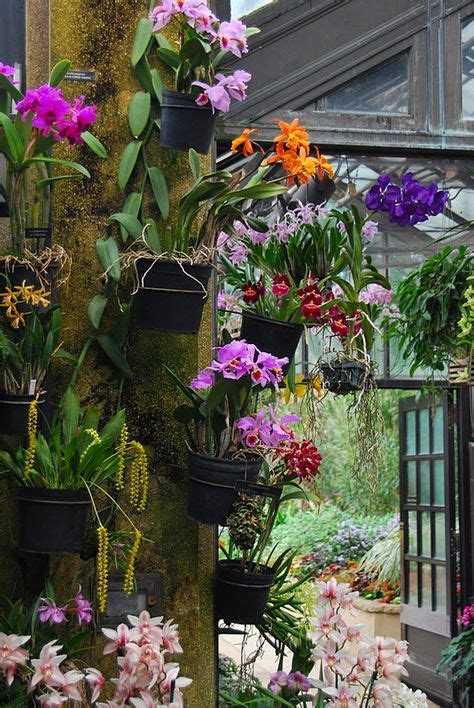 42 Best Indoor Orchids Ideas Orchids Indoor Orchids Plants