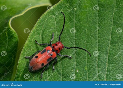 Red Milkweed Beetle Tetraopes Tetrophthalmus Stock Photo Image Of