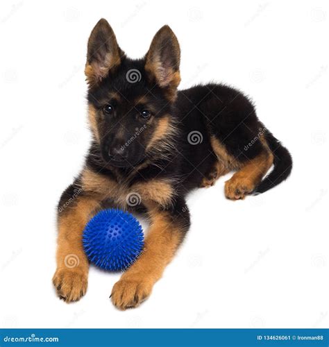 A Beautiful Puppy Is The German Shepherd Playing With The Ball