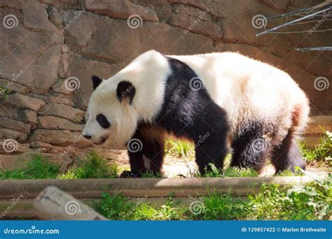 Portrait Of Giant Panda Bear Standing And Walking Stock Photo Image