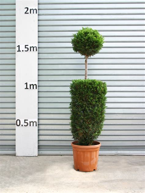 I bought 2, one for either side of our front entrance and it looks authentic enough, without the upkeep of the real thing. Palmbrokers - Catalogue - Real Topiary Plants for Hire