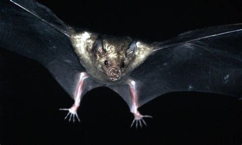 NOCTURNAL ANIMALS – Oscars Nature News
