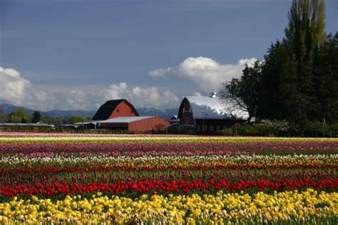Skagit Valley Tulip Festival Mount Vernon 2018 All You Need To Know