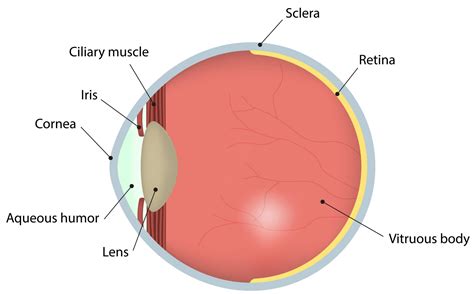 Image description: A labelled diagram of the human eye.