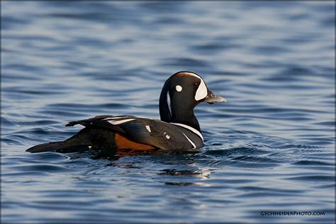 Harlequin Duck Drake 4324