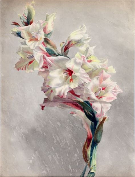 Check spelling or type a new query. 17 Best images about Paintings of gladiolus on Pinterest ...