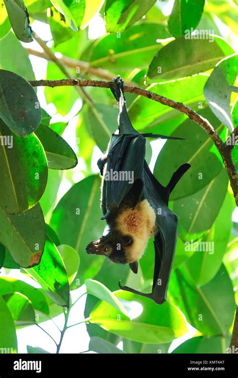 Oso Flying Fox O Oso Fruit Bat Pteropus Conspicillatus Es Un Megabat