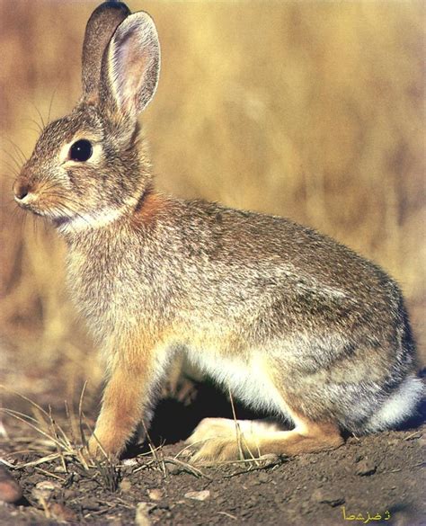 Eastern Cottontail Rabbit Sylvilagus Floridanus 동부솜꼬리토끼 Image