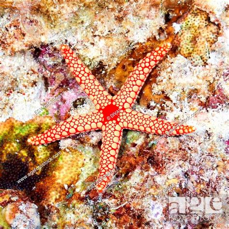 Pearl Sea Star Fromia Monilis In The Red Sea Egypt Stock Photo