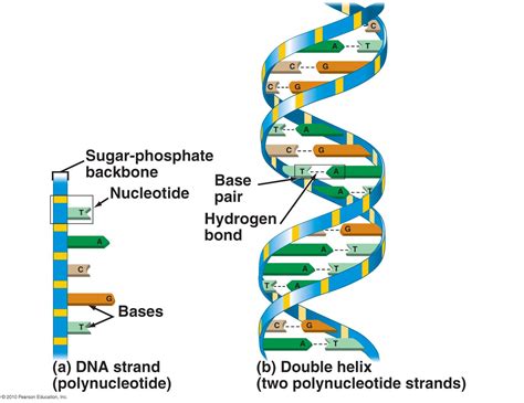 Label The Parts Of The Diagram Of Dna Diagramwirings