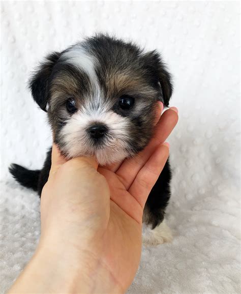 Parti Morkie Puppy for sale! | iHeartTeacups