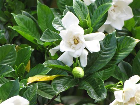 15 Plants That Smell Best At Night