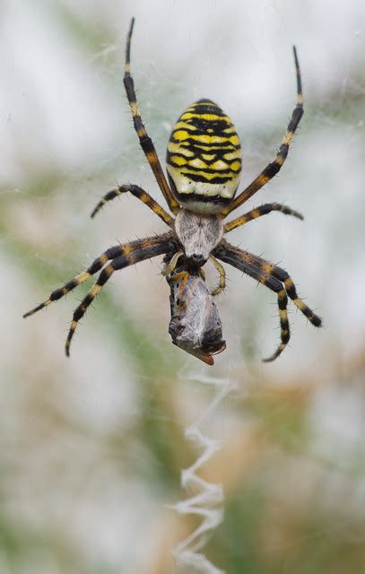 But what do spiders eat? Marsh frogs, grass snake, common lizard and wasp spider ...