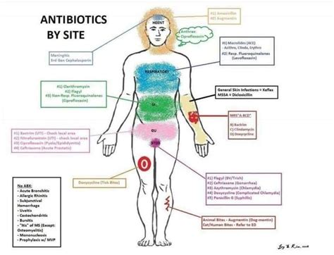 Antibiotics By Site Nurse Practitioner School Antibiotics Nursing