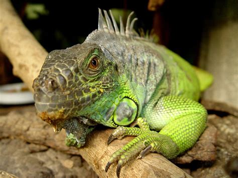 10 Pet Lizards That Dont Need To Eat Live Food Pethelpful
