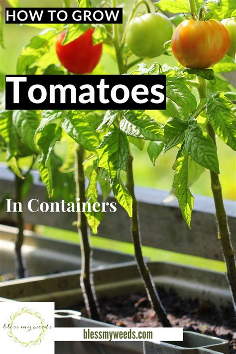 How To Grow Tomatoes In Containers How To Grow 5 Gallon Buckets Pots