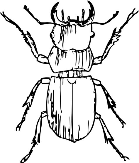 Stag Beetle Coloring Download Stag Beetle Coloring For Free 2019