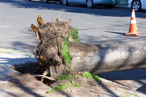 Can Tree Roots Cause Sinkholes