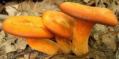 Jack Olantern Mushroom Is A Trick Not A Treat Northern New England
