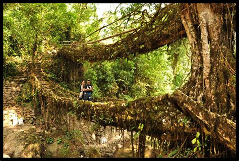 Have You Heard Of Living Bridges Read On To Know More