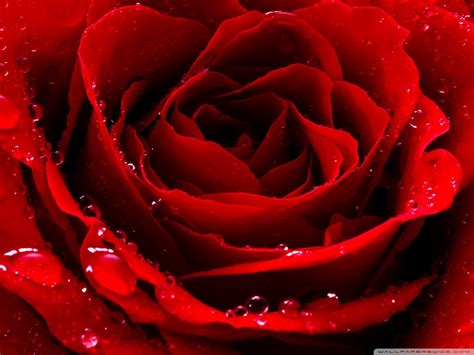 The great collection of red rose love wallpaper for desktop, laptop and mobiles. Red Love Rose Ultra HD Desktop Background Wallpaper for 4K ...