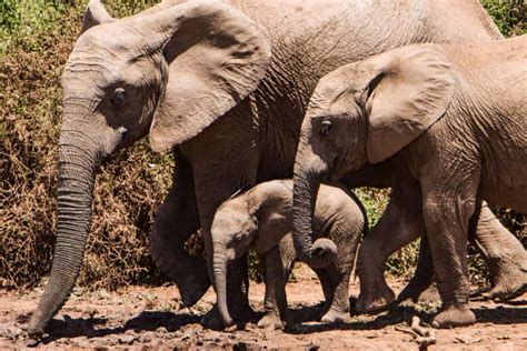 The Cutest Baby Elephant Pictures Ever Elephant World