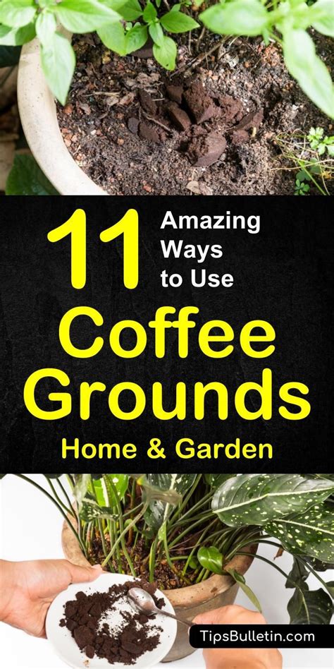 Coffee grounds as pest control. 11 Ways to Use Coffee Grounds in the Garden | Uses for ...