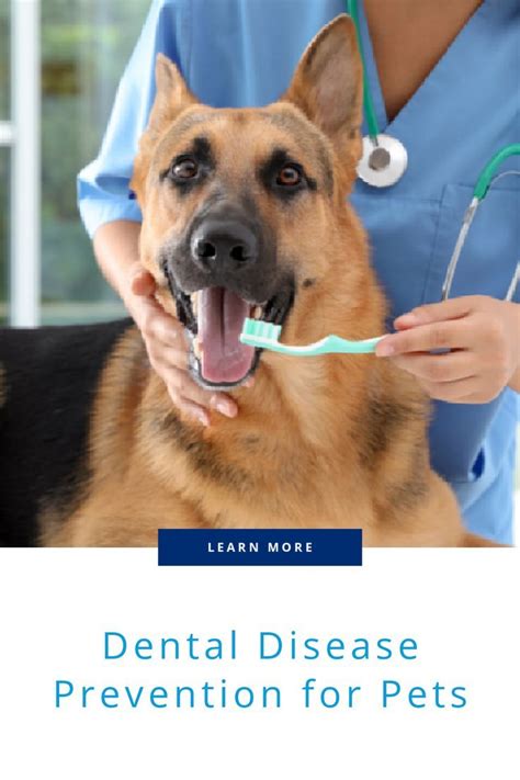 Silent Killers For Pets Dental Disease Artofit