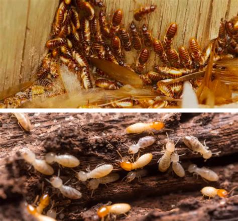 Termites Star Pest Control