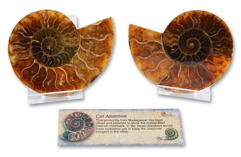 British Fossils Boxed Ammonite Pair Australian Geographic