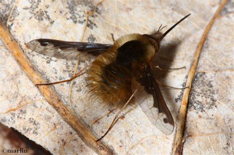 Bee Fly Bombylius Major North American Insects And Spiders