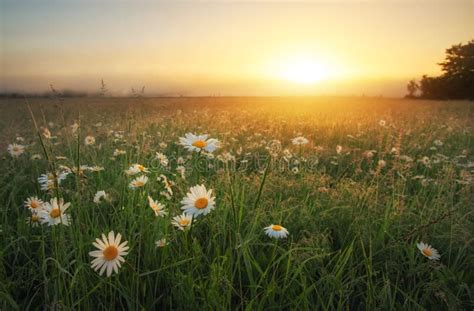 17110 Flowers Country Sunset Stock Photos Free And Royalty Free Stock