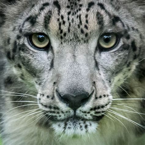 Snow Leopard Snow Leopard Panthera Uncia Snow Leopard Big Cats