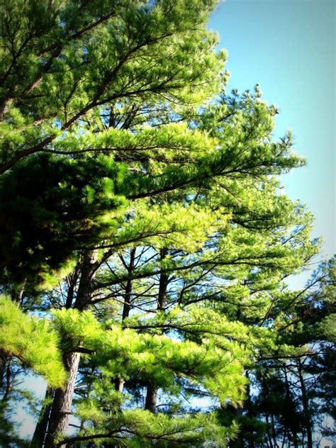 I think it may be a garden flower, too. pine trees, near Rend Lake, Southern Illinois | Outdoor ...
