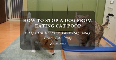 How To Stop A Dog From Eating Cat Poop 7 Tips On Keeping Your Dog