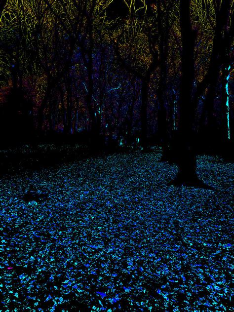 Psychedelic Night Forest Trees In Highgate Wood 321 Photograph By